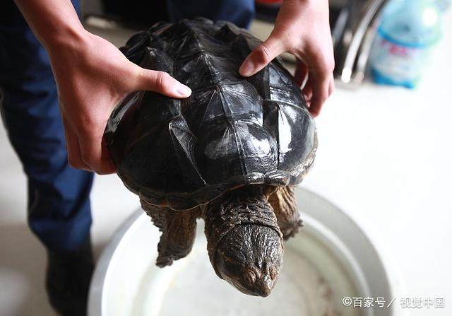 鳄龟为什么不能随便放,鳄龟不要随便放生