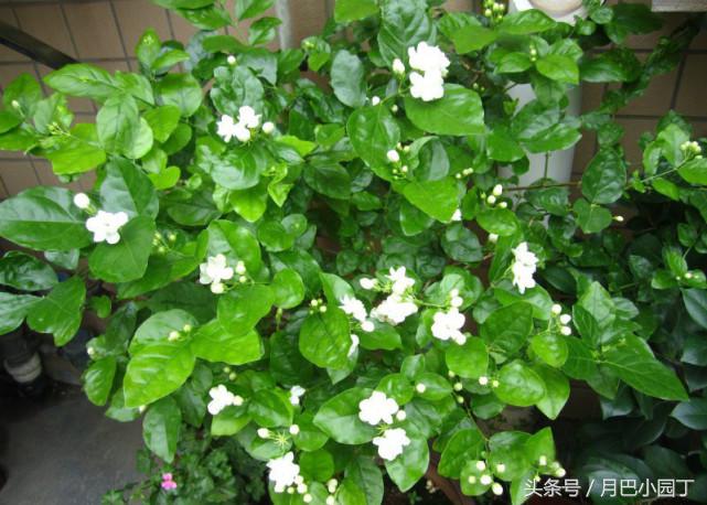 老妈给茉莉喝这个，叶子绿油油，花开多又香