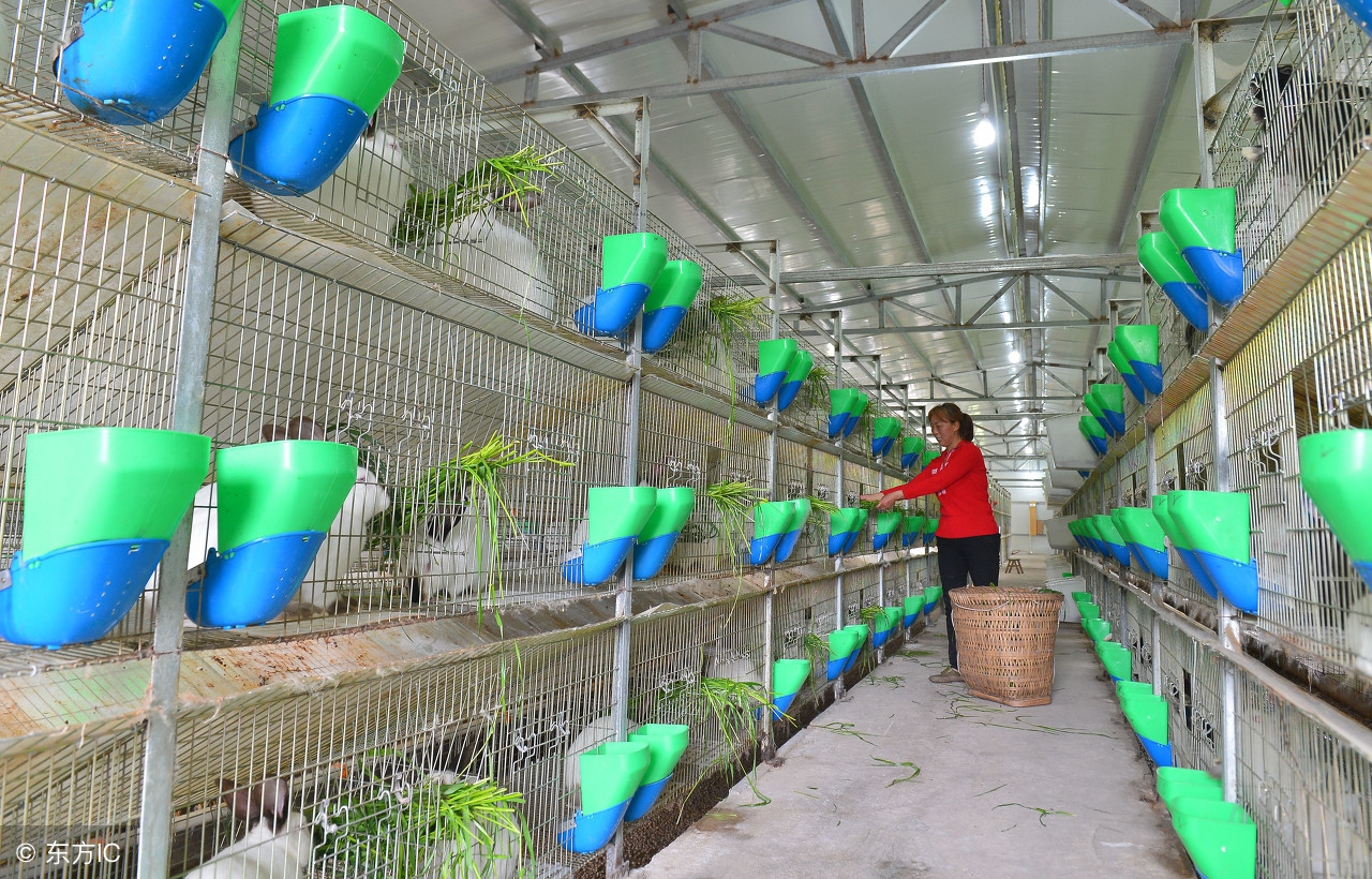 肉兔的基本饲养技术,肉兔养殖技巧和方法