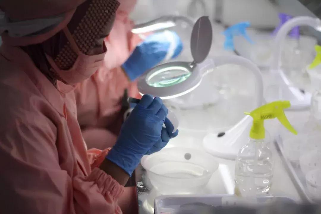 燕窝原料讲解平台,燕窝用什么品种燕窝做