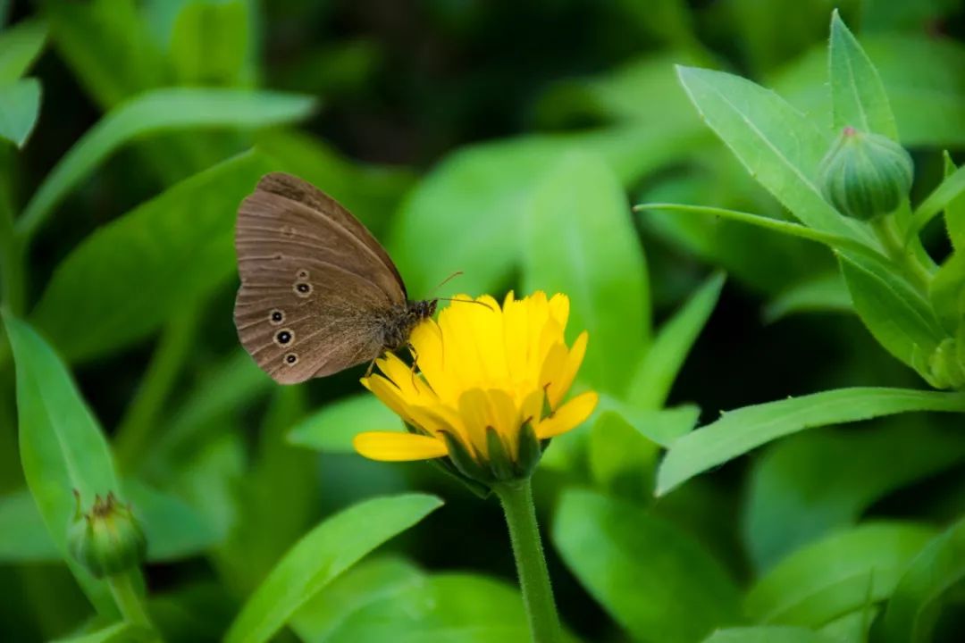 呼伦贝尔自驾游团购,呼伦贝尔团游4天3晚团购