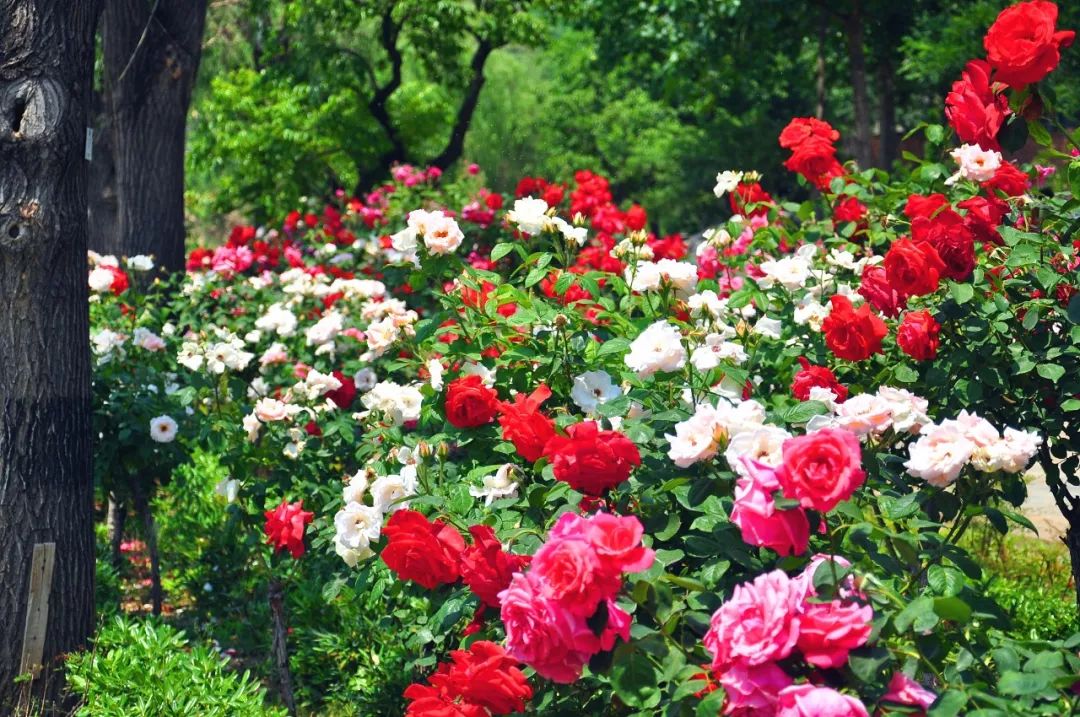 端午节我们要划龙舟还要干什么呢,端午节划龙舟的地方在哪里