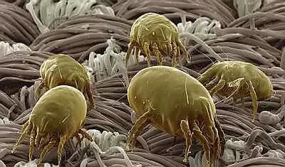 被子枕头如何除螨虫,消灭枕头上螨虫细菌的方法