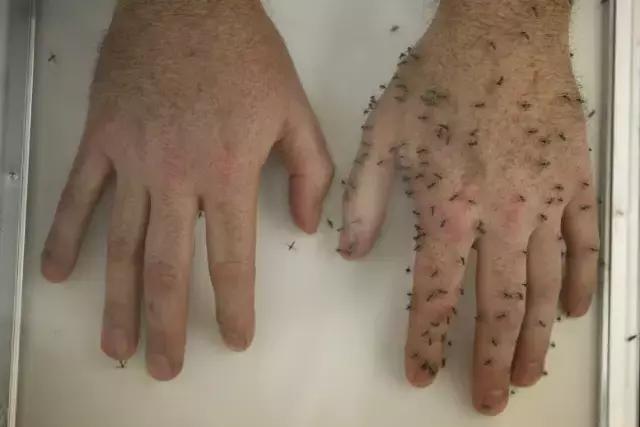 宝宝驱蚊大揭秘,0-1岁宝宝驱蚊灭蚊