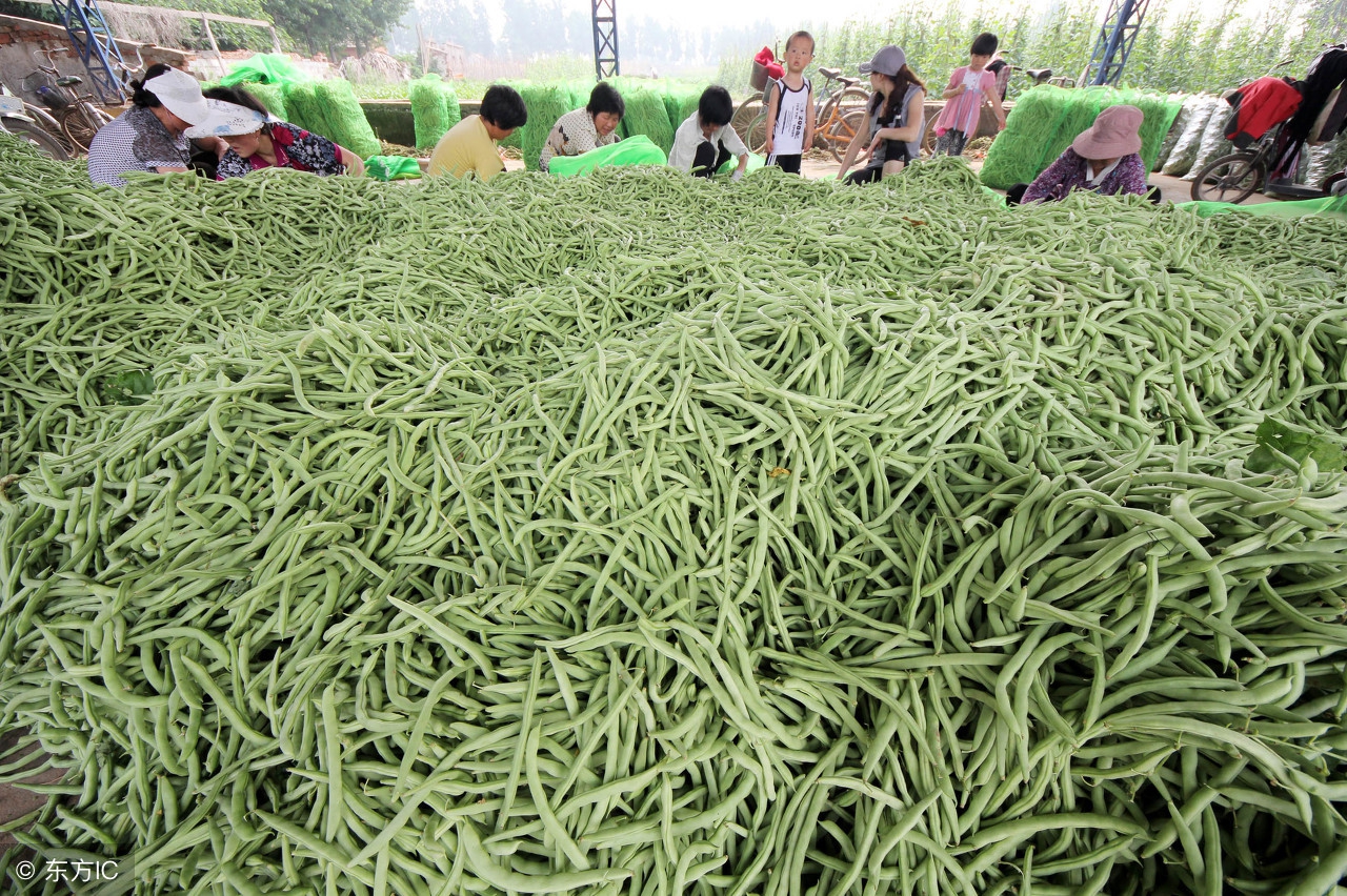 种芸豆怎样起垄,种芸豆最好的方法