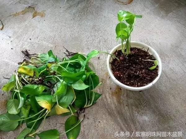 花卉绿萝怎么养才能生根,绿萝冬季栽种烂根怎么办