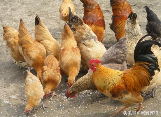 鸡蛔虫绦虫用什么药,养鸡身上有寄生虫和螨虫怎么治