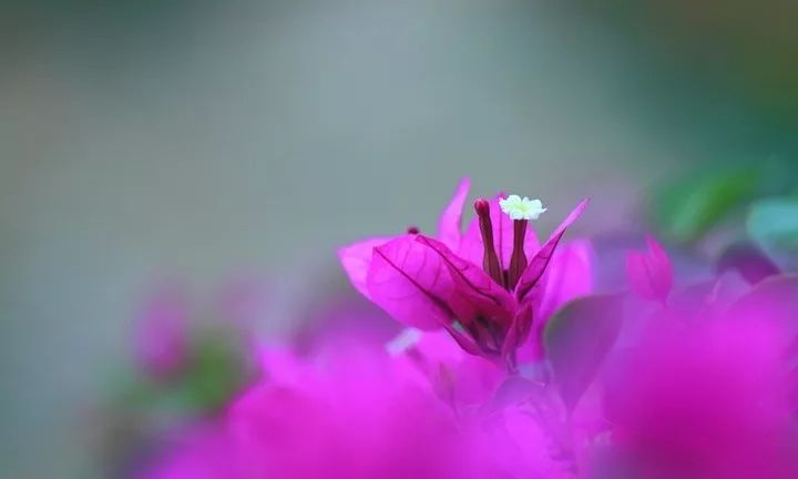 「诗词原创」聂双|春波碧草娇红媚燕语莺言意挽归