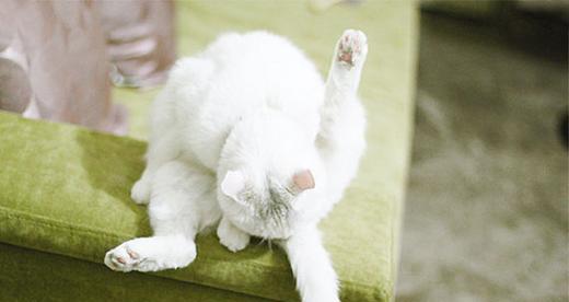 猫咪舔你是什么意思,猫咪舔爪子怎么回事