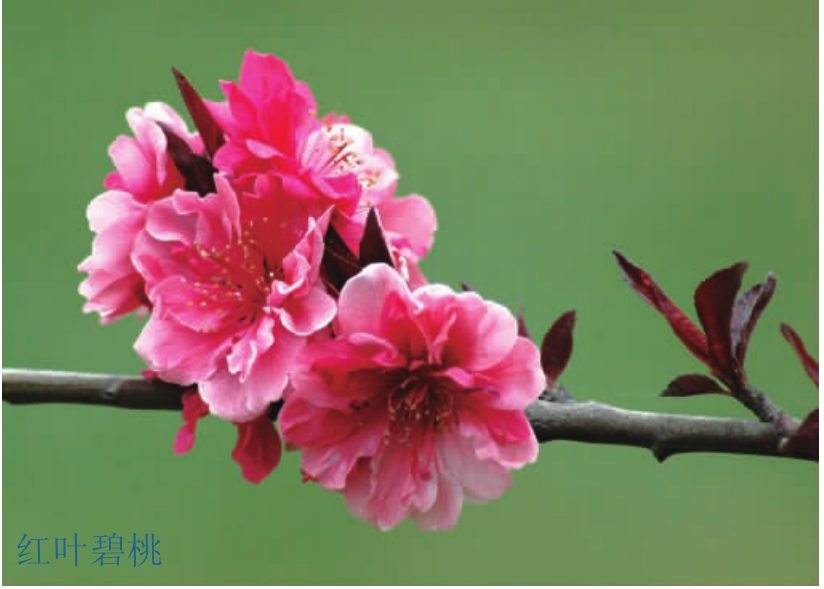 观赏桃花树盆栽种植方法,观赏桃花怎样扦插繁殖