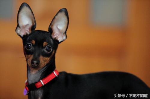 印度耳朵清理护理,如何护理宠物