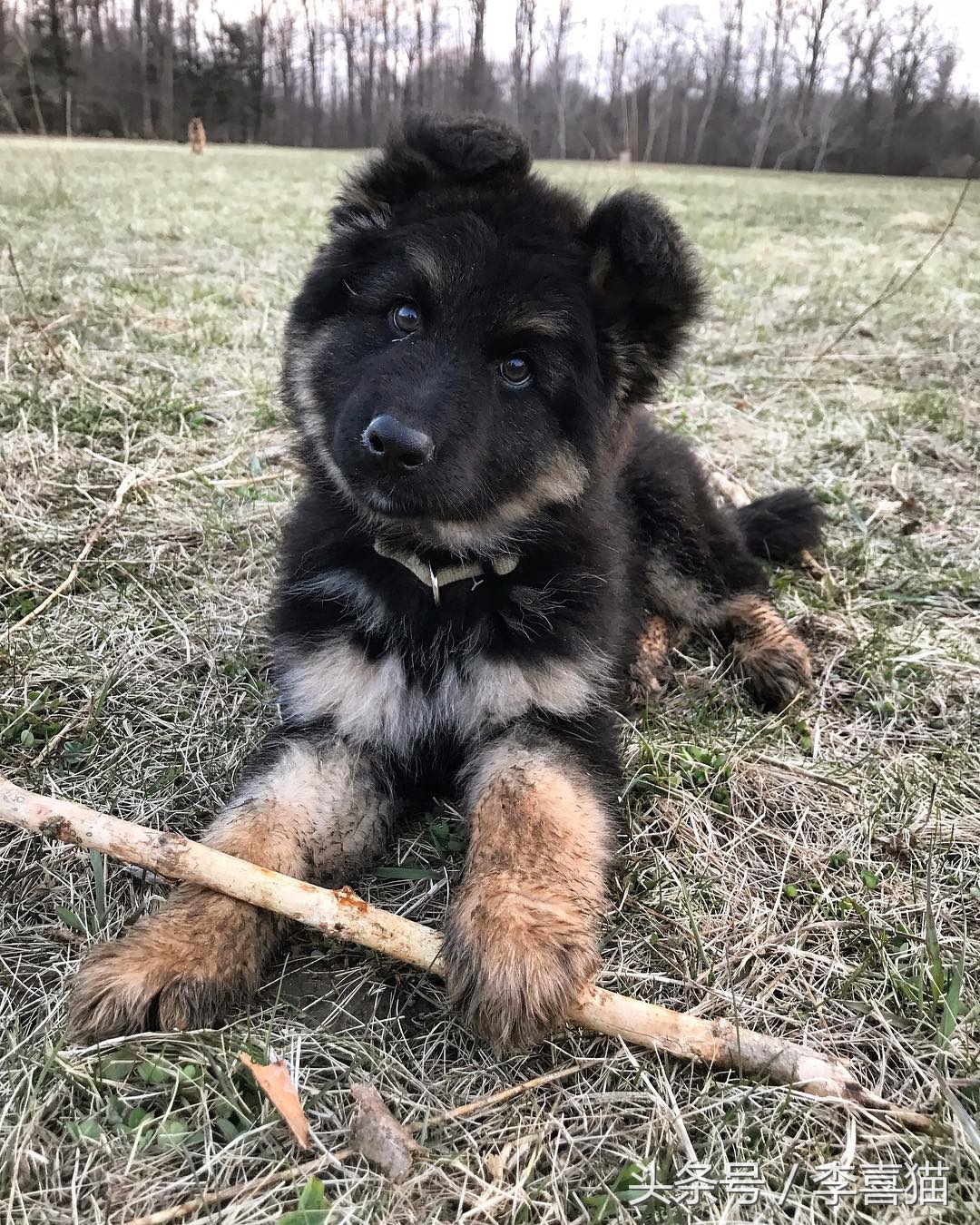小时候的德牧小视频,德牧小时候跟小土狗一样