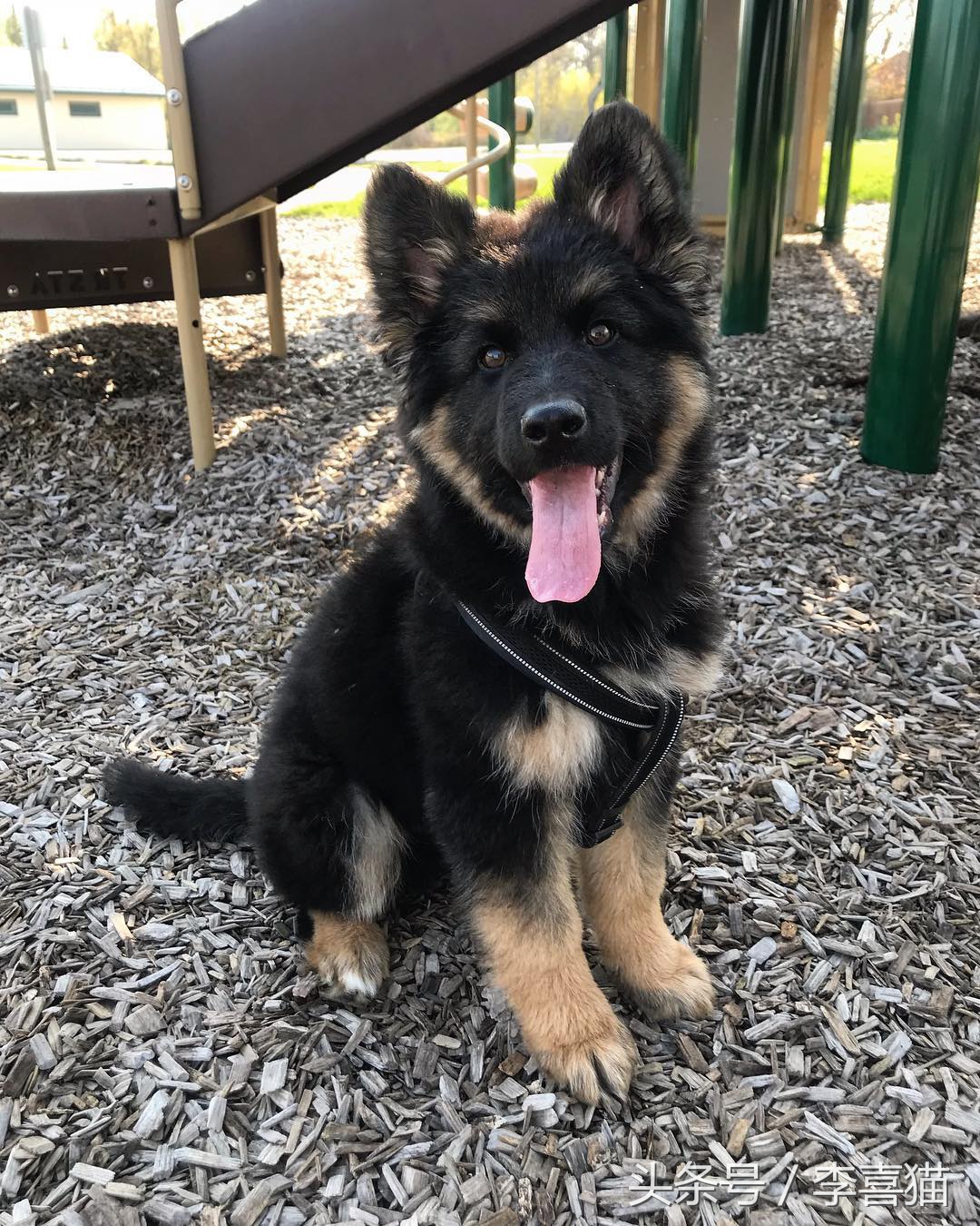 小时候的德牧小视频,德牧小时候跟小土狗一样