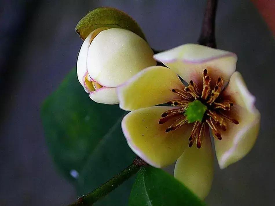 一日一花一诗,一日一花一诗木棉花