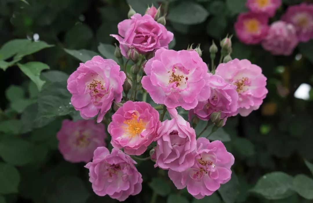 海大校花,海大双胞胎校花