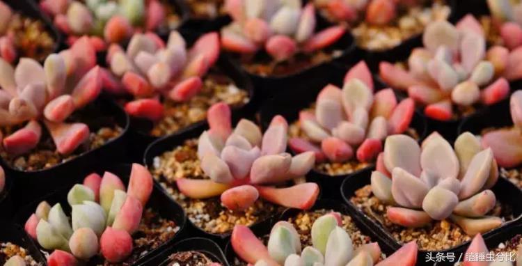 颗粒土和营养土哪个养多肉好,养多肉用什么土和什么肥料