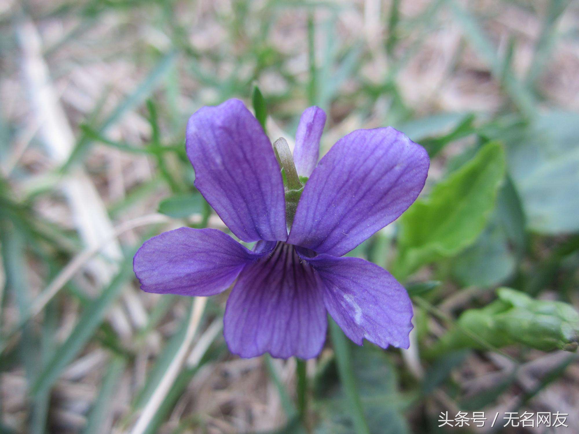 农村治疗前列腺的草红花,农村治疗前列腺增生的草有哪些