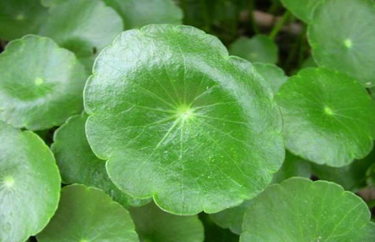 涂润肤乳能防妊娠纹吗,防止妊娠纹韩国产品