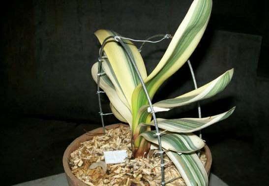 君子兰叶片歪斜严重怎么矫正,君子兰叶子歪斜矫正多少天