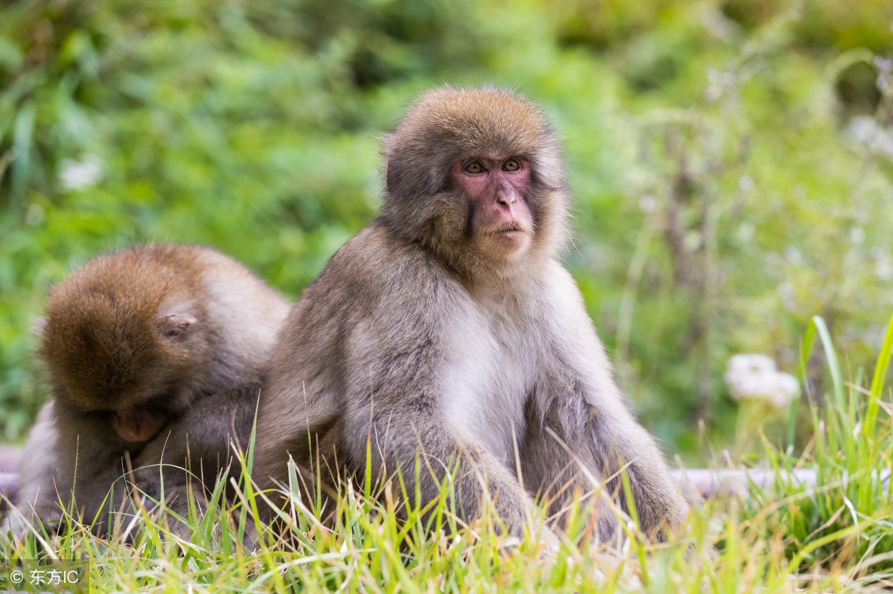 68年属猴人躲不过去的大难,1968属猴哪个月运气最好呢