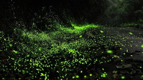 婆罗洲最神奇的探秘之旅,婆罗洲雨林探险