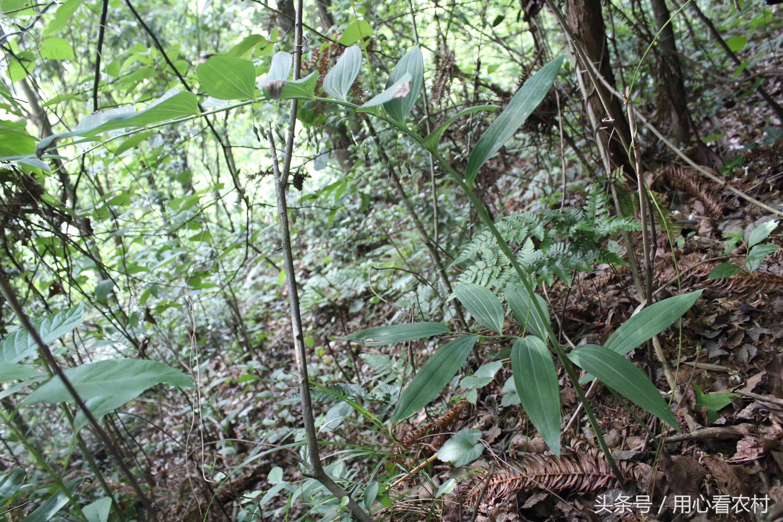 农村最常用的中草药价格,农村的各种草药及其市场价格