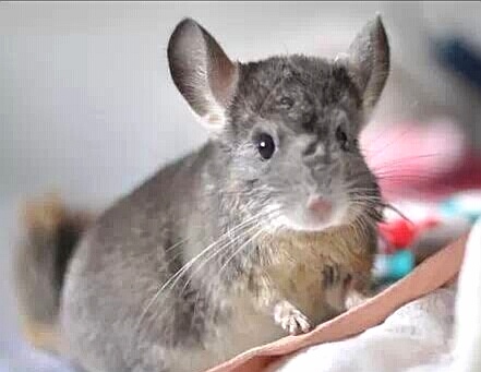 龙猫需要绝育吗,龙猫生子要注意什么