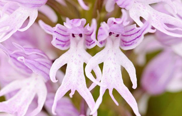 鬼吹灯最可怕的花,鬼吹灯最震撼的花