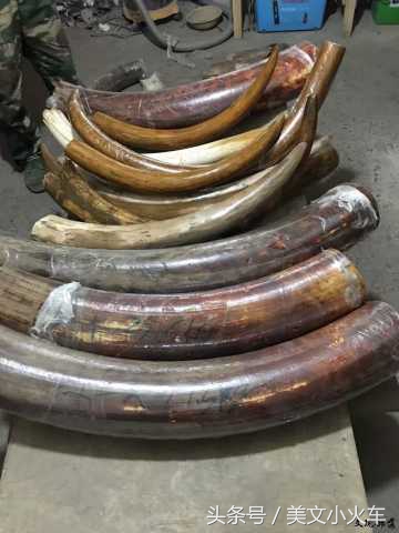 一起探秘猛犸象牙,最完整的猛犸象牙