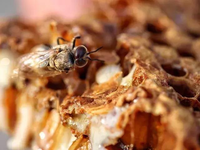 蜂产品十大排名,中国蜂产品十大排名