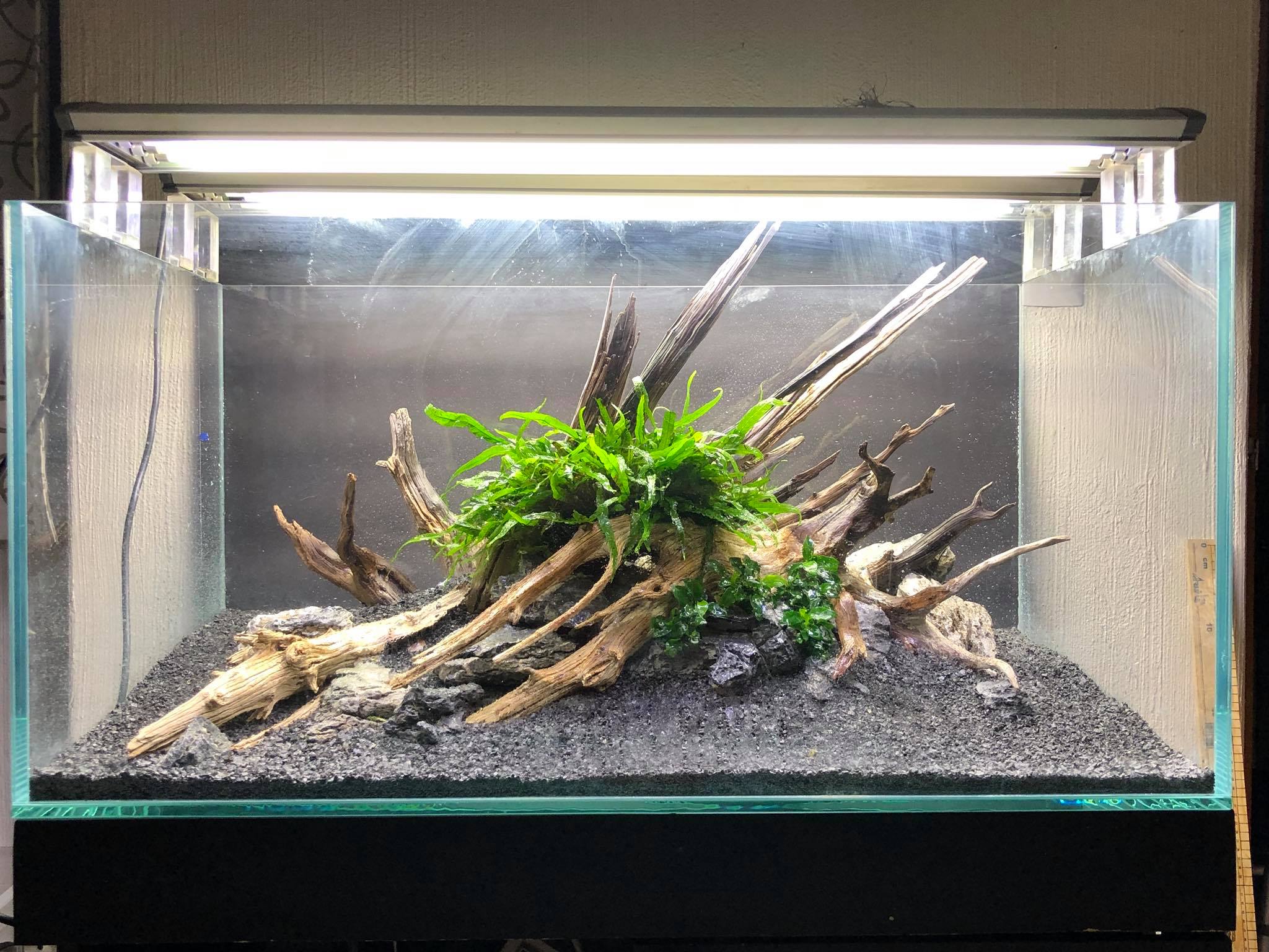 草缸的水草怎么搭配,新手草缸如何搭配水草