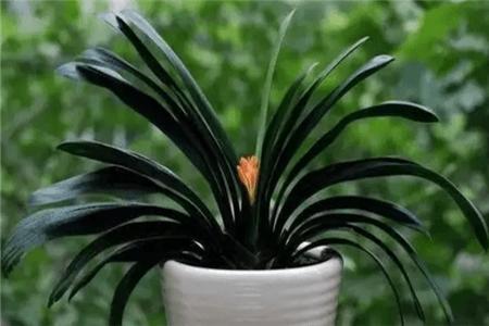 君子兰夹箭用鸡蛋能长出花箭吗,发现君子兰夹箭把花箭剪掉可以吗