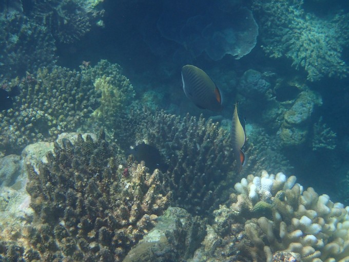 马代有毒，去过就停不下来~马尔代夫奥臻岛ozen