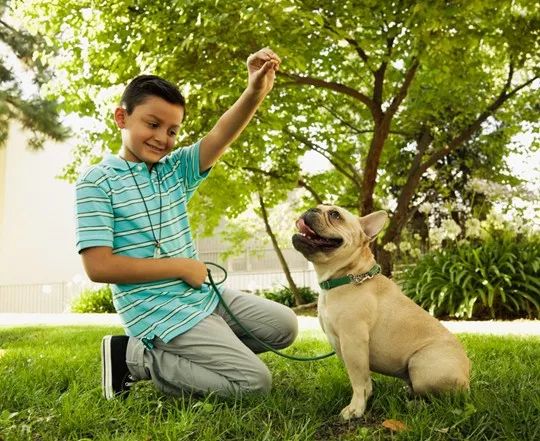 巴哥犬适合吃什么牌子的狗粮,巴哥犬不喜欢吃什么狗粮