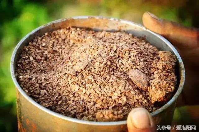 孟津最好的草莓采摘地点,冬季孟津采摘园