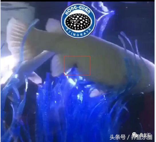 因为5毛钱的塑料带,我成功繁殖了白化火箭鱼!