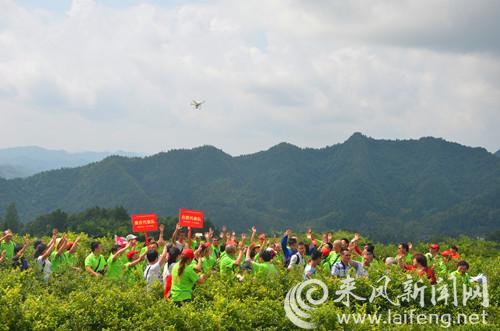 澶╃劧瀵岀榛勯叜钘よ尪,钘よ尪榛勯叜鐨勪綔鐢ㄤ笌鍔熸晥