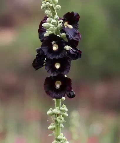 金堂鲜花山谷风景区门票多少钱,鲜花山谷金堂