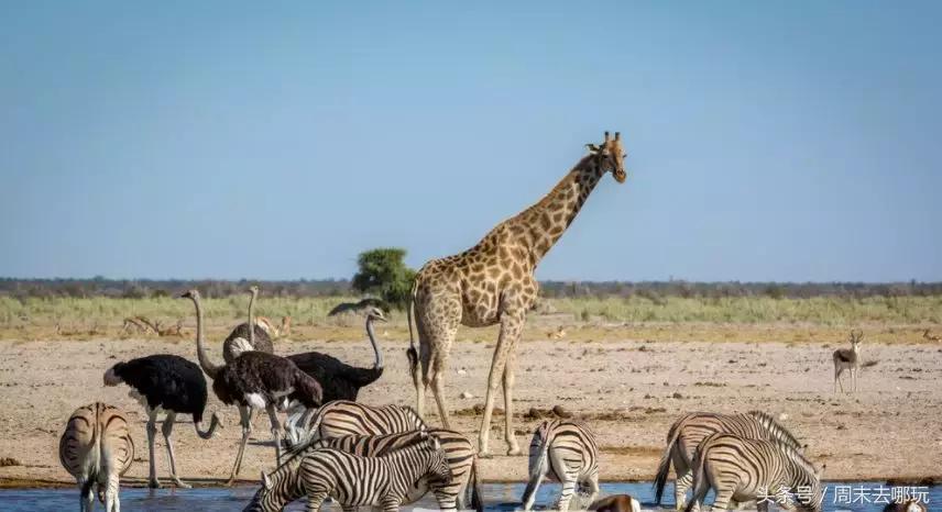去了夏威夷才知道女人不用穿bra,去了斐济才知道,男人不爱穿裤子