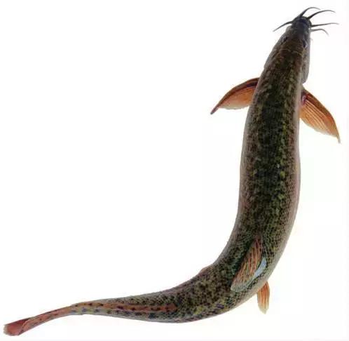 中国黑龙江的鳇鱼,探秘黑龙江鳇鱼