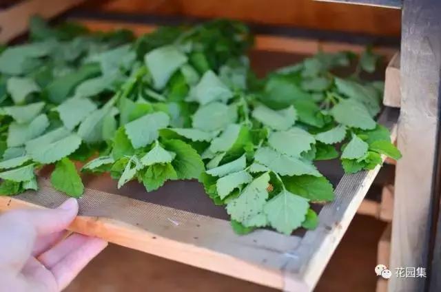 抑郁症疗愈花园,抑郁情绪疗愈法