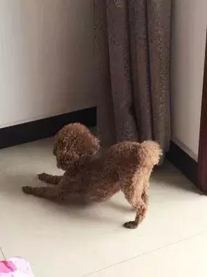 狗狗为什么趴在地上,一打狗狗就趴在地上怎么回事