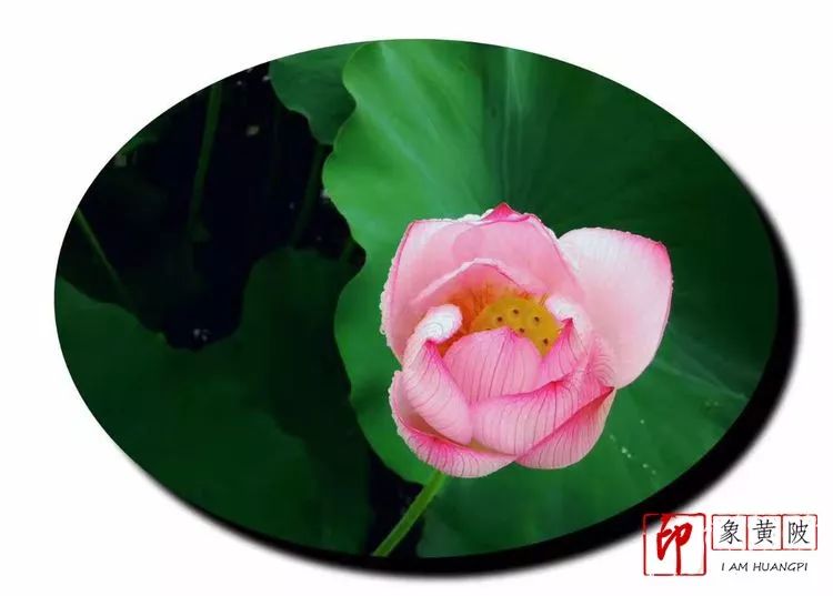 黄陂好景何处觅，火塔公路几十里