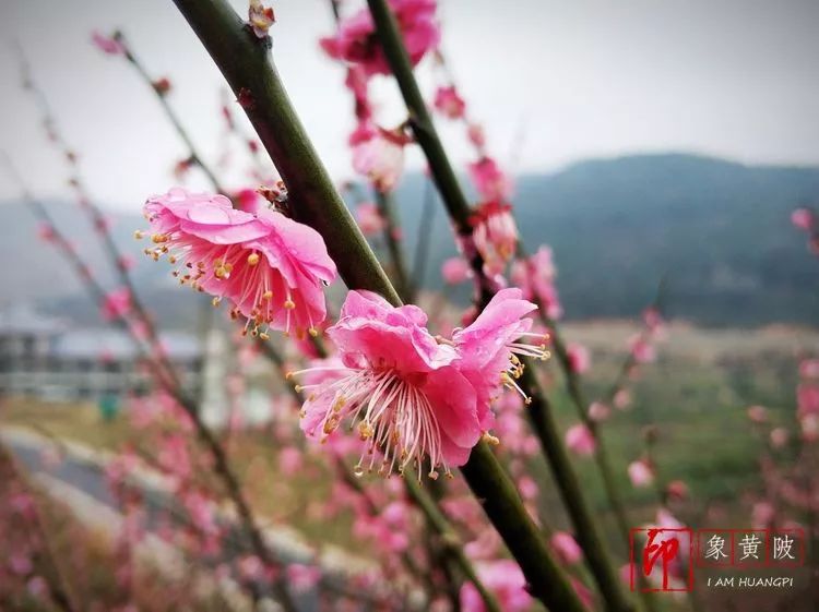 黄陂好景何处觅，火塔公路几十里