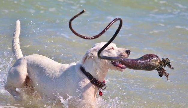 艺术狗,艺术狗画