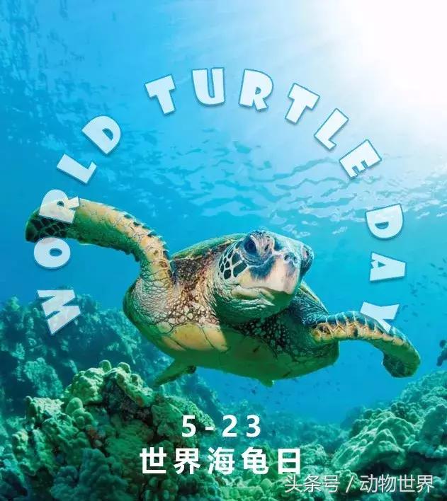 世界海龟日古老的爬行动物,世界海龟日它们奔赴星辰大海