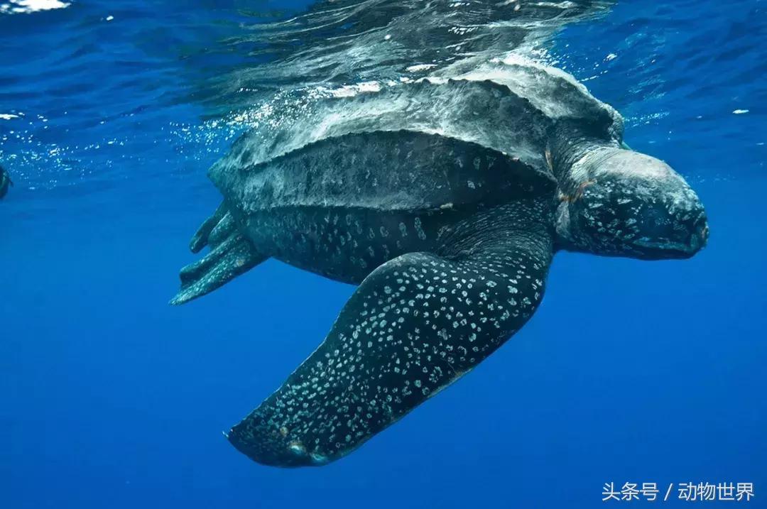 世界海龟日古老的爬行动物,世界海龟日它们奔赴星辰大海