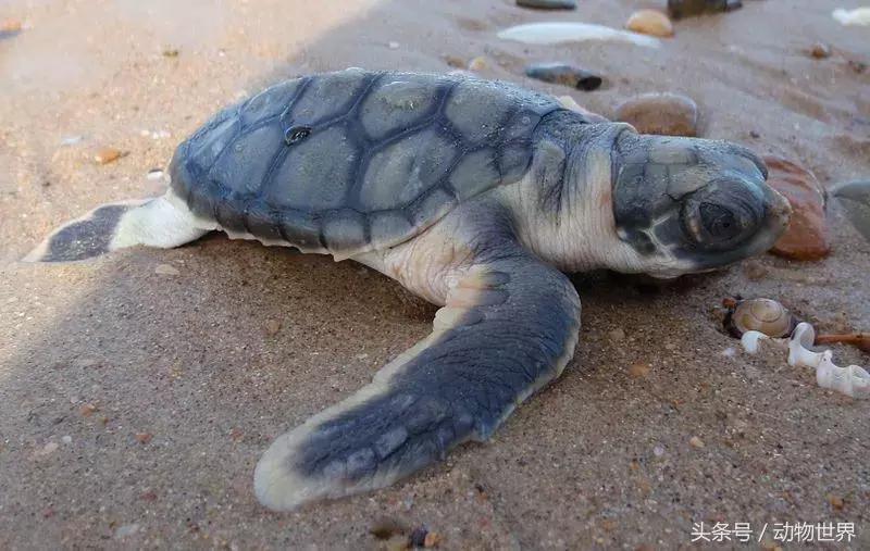 世界海龟日古老的爬行动物,世界海龟日它们奔赴星辰大海