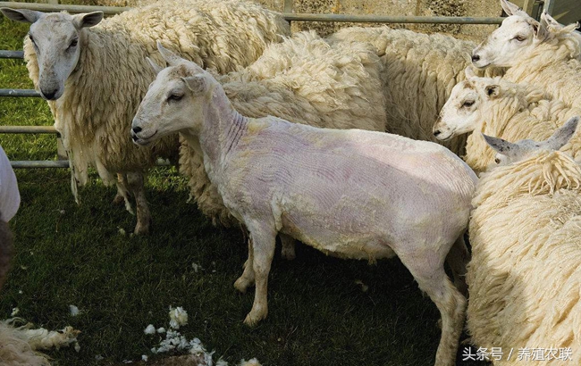 给绵羊剪毛的正确方法,绵羊剪毛视频教程全集