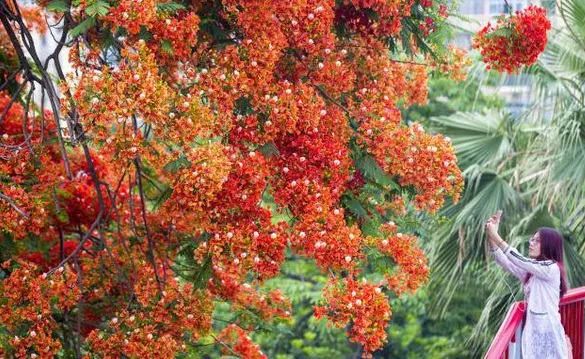 南国有嘉木的下一句是什么,南国有嘉木出处
